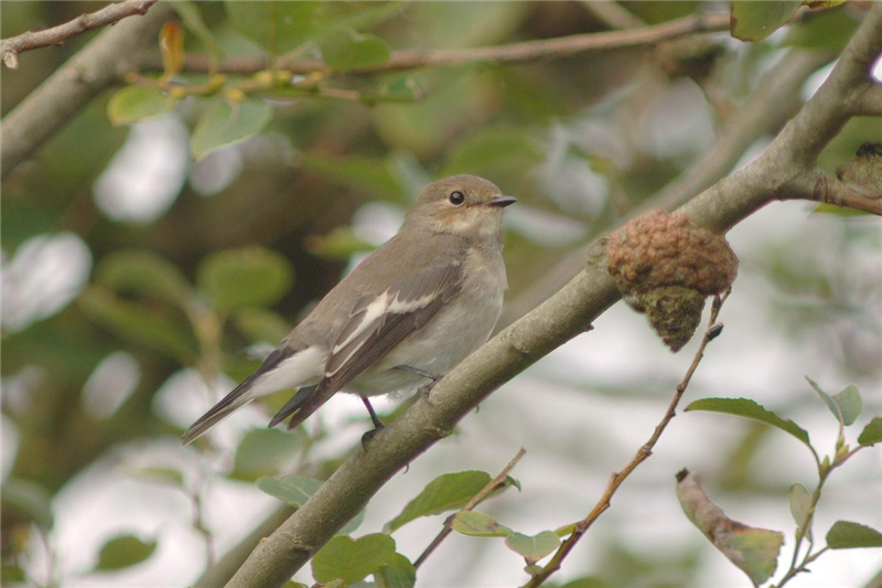 Pied Flycather by Julian Bhalerao