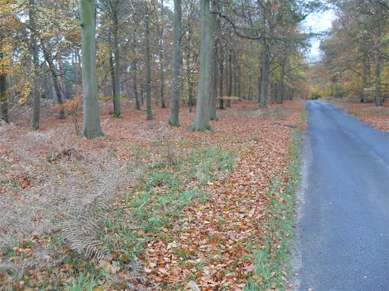 Santon Downham autumnal leaves