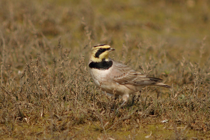 Shorelark at Holkham by Julian Bhalerao