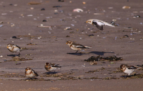 Snow Buntings on Titchwell beach by Will Soar