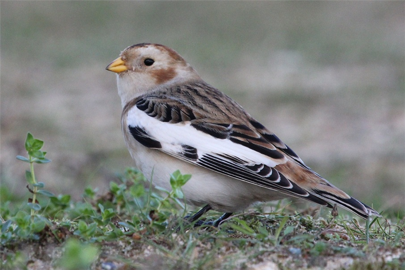 Snow Bunting by Sue Lawlor