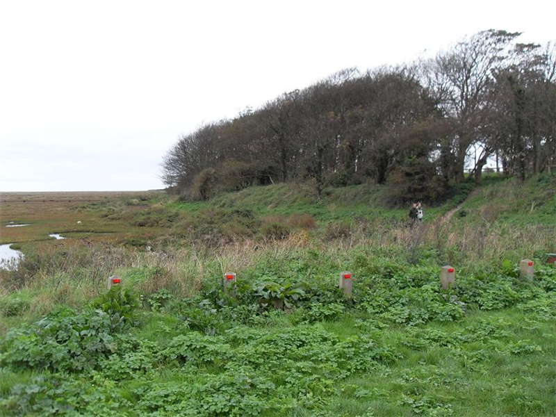 Stiffkey campsite wood