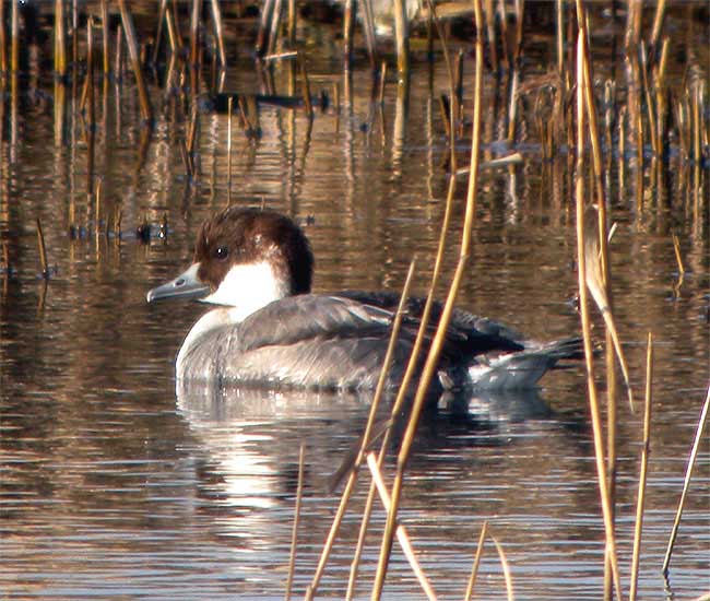Smew by Robin Abel
