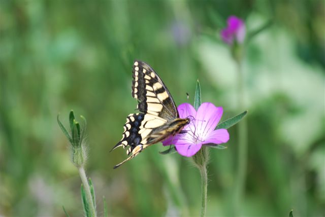 Swallowtail at Strumpshaw by Julian White