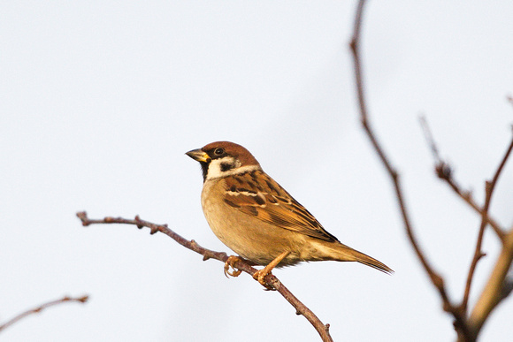 Tree Sparrow at Flitcham by Paul Rowe