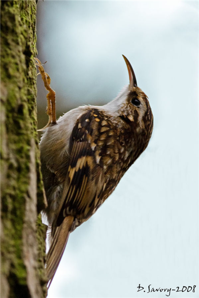 Treecreeper by David Savory www.fenland-photography.co.uk