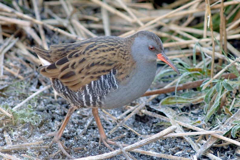 Water Rail at Sculthorpe by Julian Bhalerao