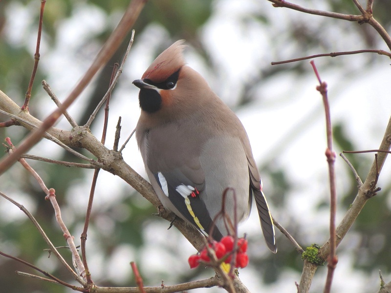 Waxwing by Stuart White
