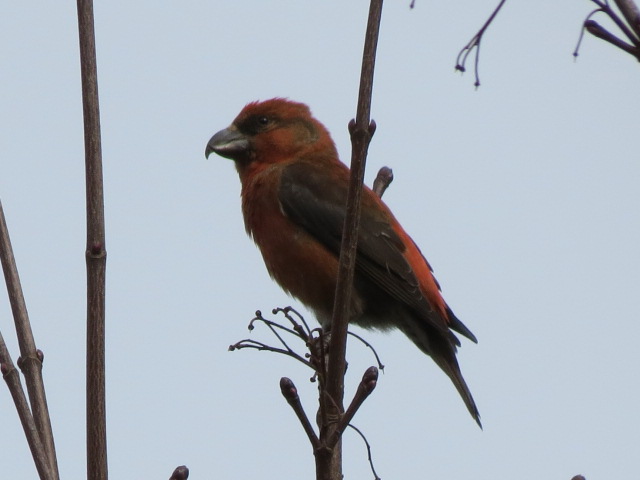 Common Crossbill by Stuart White