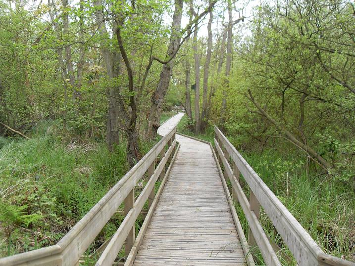 The boardwalk at Barton Broad