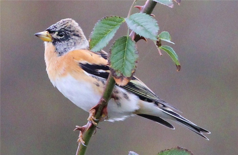 Brambling by Sue Lawlor