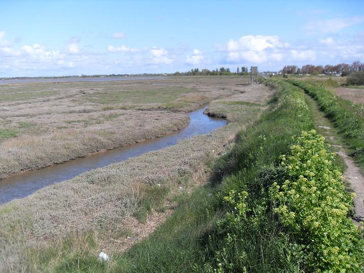 Breydon water