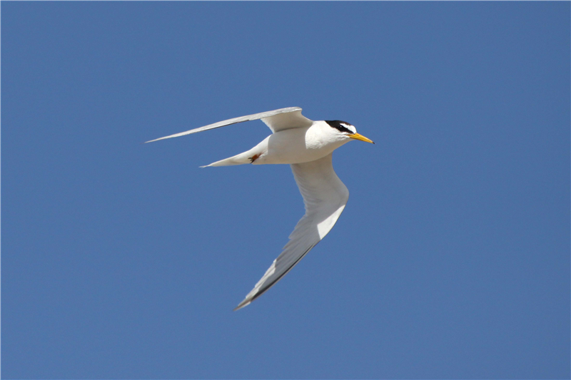 Little Terns by Nick Appleton