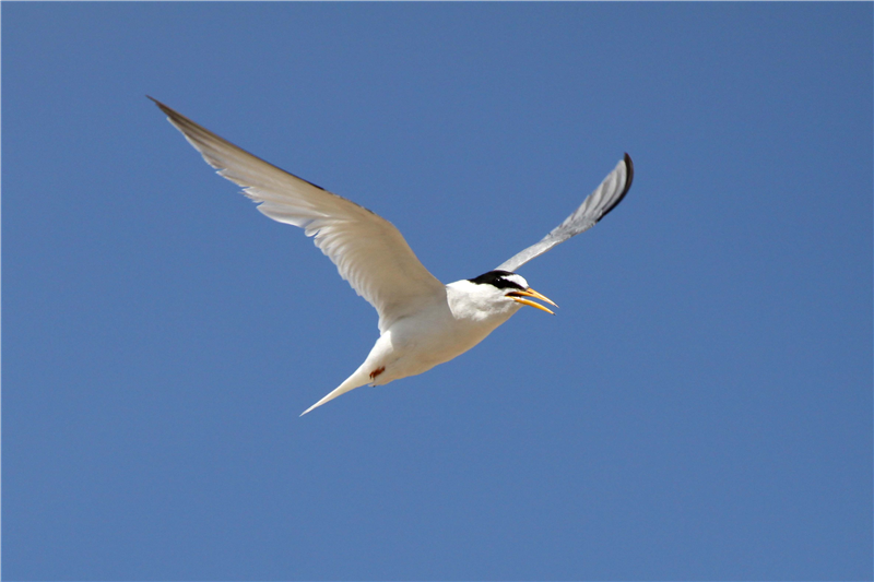 Little Terns by Nick Appleton