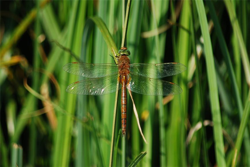 Norfolk hawker at Strumpshaw by Julian White