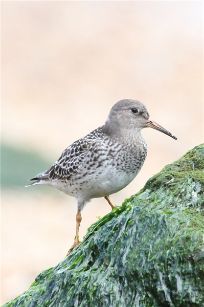 Purple Sandpiper by Sue Lawlor