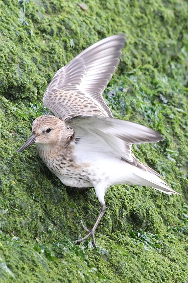 Purple Sandpiper by Sue Lawlor