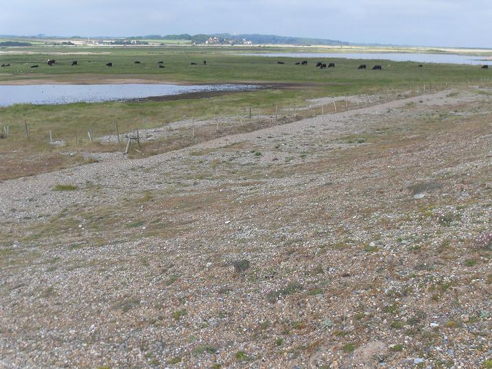 salthouse marshes