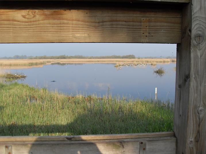 Strumpshaw - view from reception hide