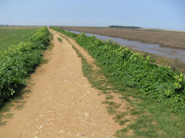 Thornham marshes