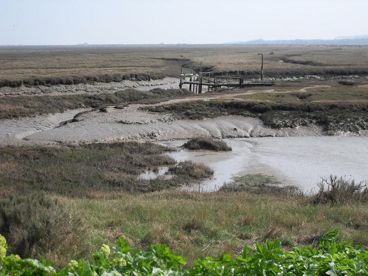 Thornham marshes