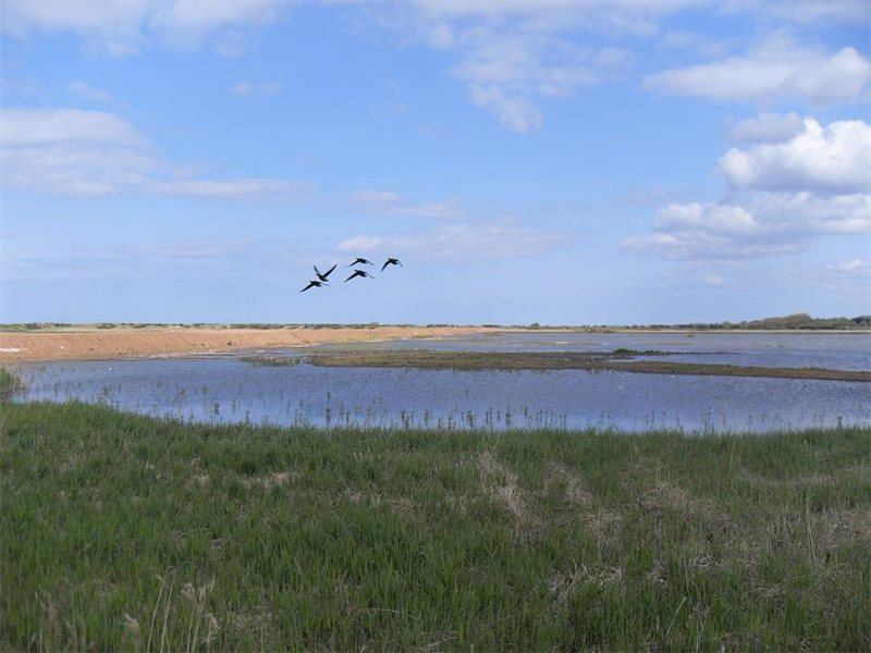 Titchwell marsh