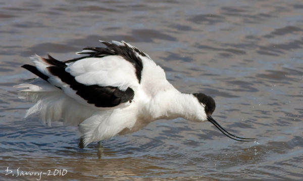 Avocet by David Savory www.fenland-photography.co.uk