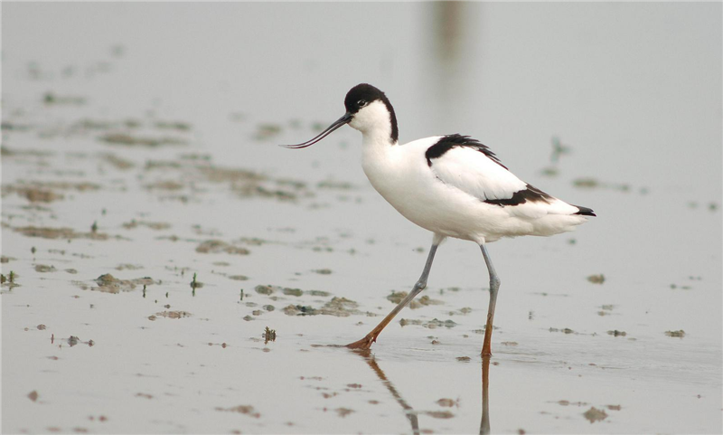 Avocet by Julian Bhalerao