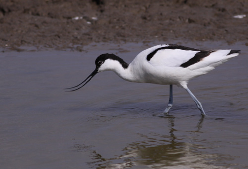 Avocet by Will Soar