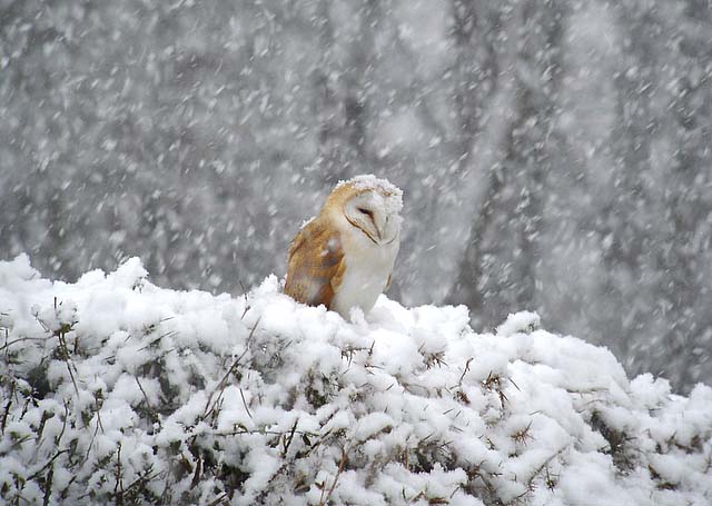 Barn Owl by Rob Lee