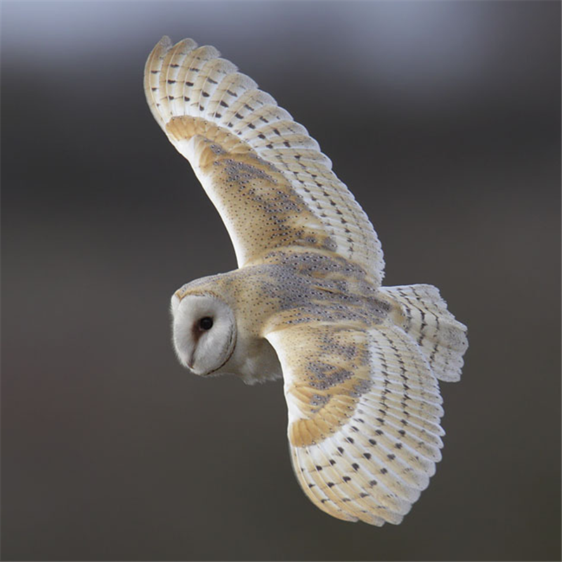 Bar Owl by Steve Gantlett www.birdingworld.co.uk / www.sgbirdandwildlifephotos.co.uk