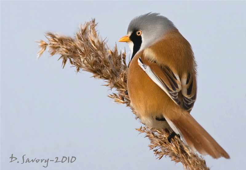 Bearded Tit by David Savory www.fenland-photography.co.uk