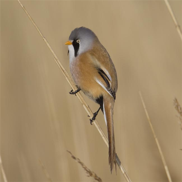 Bearded Tit by Steve Gantlett www.birdingworld.co.uk / www.sgbirdandwildlifephotos.co.uk