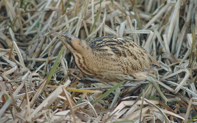 Bittern by Julian Bhalerao