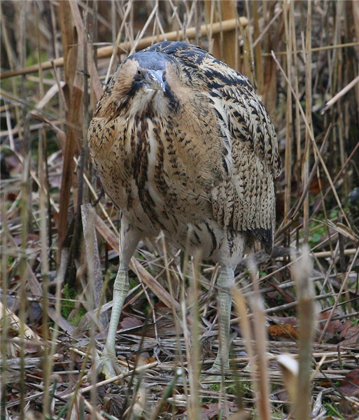 Bittern by Dave mansell