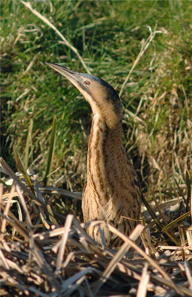 Bittern by Julian Bhalerao