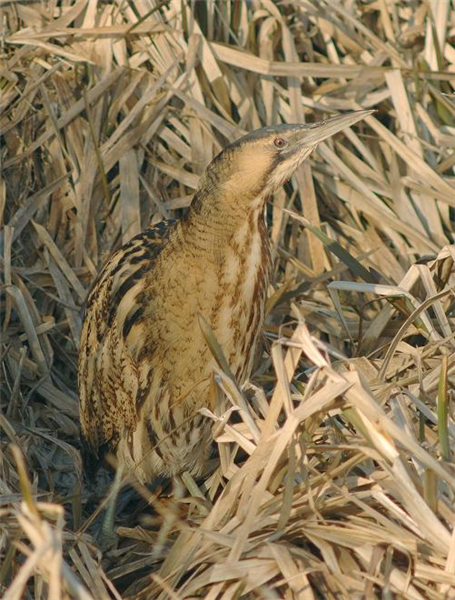 Bittern by Julian Bhalerao