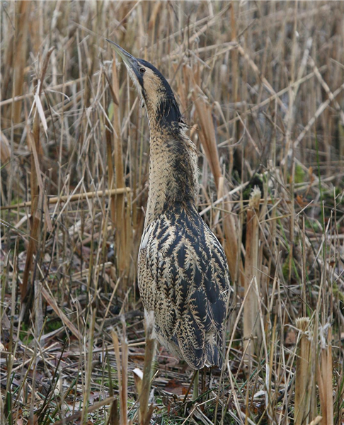 Bittern by Dave mansell