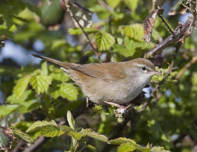 Cetti's Warbler by Steve Gantlett www.birdingworld.co.uk / www.sgbirdandwildlifephotos.co.uk