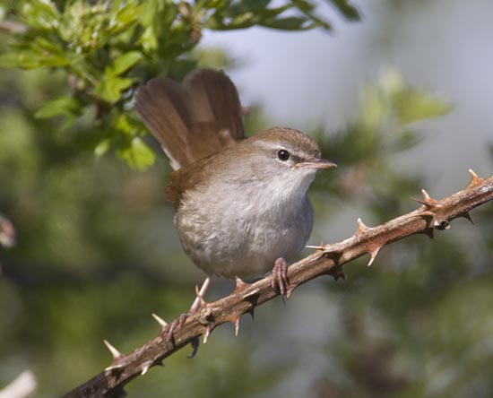 Cetti's Warbler by Steve Gantlett www.birdingworld.co.uk / www.sgbirdandwildlifephotos.co.uk 