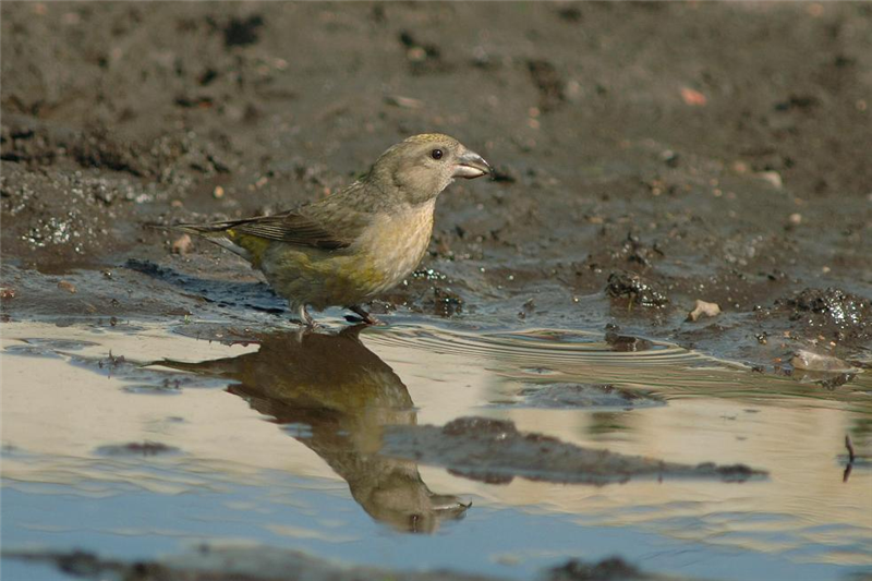 Common Crossbill by Julian Bhalerao