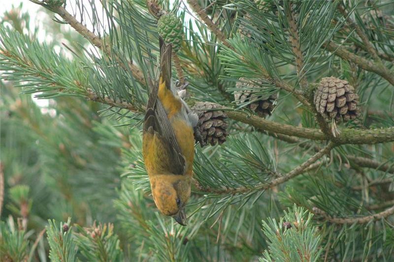 Common Crossbill by Julian Bhalerao