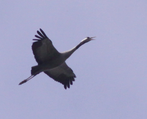 Common Crane by Will Soar