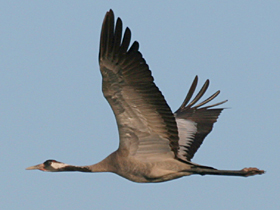 Common Crane © Dave Appleton, www.gobirding.eu