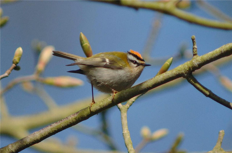 Firecrest by Julian Bhalerao