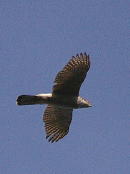 Goshawk by Tony Bates