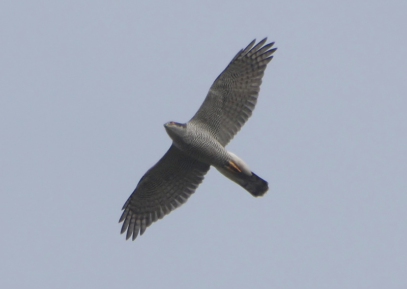 Goshawk by Dave Mansell