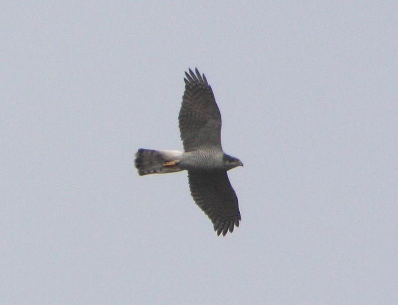 Goshawk by Dave Mansell