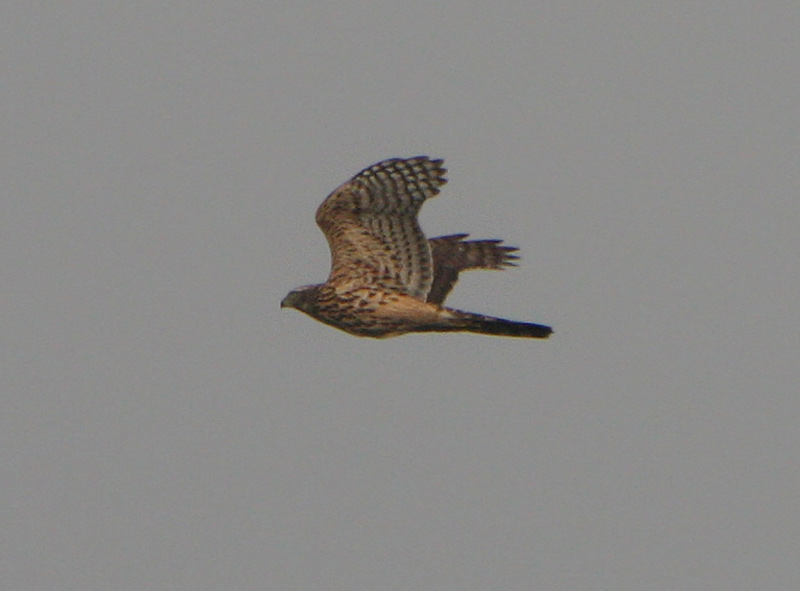 Goshawk by Dave Mansell