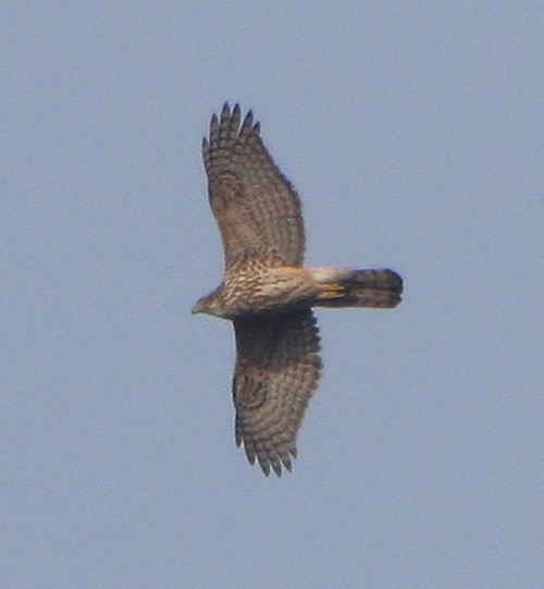 Goshawk by Dave Mansell